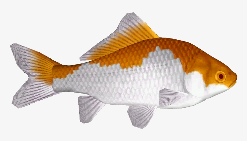 Common Goldfish 4 - Goldfish, transparent png #4352146