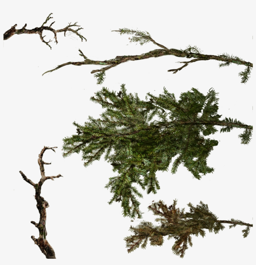 Tree Texture Branches Png, transparent png #4353120