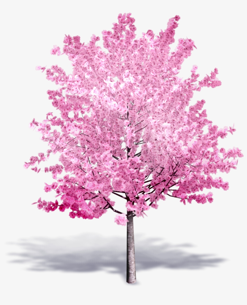 Cherry Tree In Bloom - Cerisier En Fleur Png, transparent png #4353278