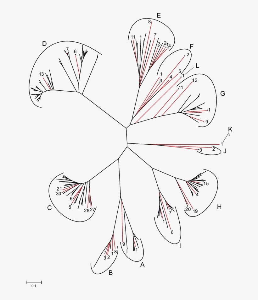 An Unrooted Tree Of 188 Putatively Functional Mouse - Line Art, transparent png #4353364
