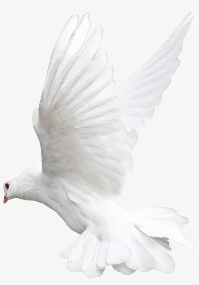 Pigeon Fly Png - White Bird Png For Editing, transparent png #4353763