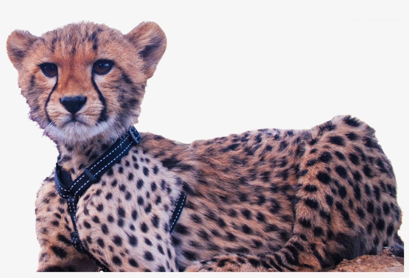 Image Cheetah Cub - Cheetah, transparent png #4354446