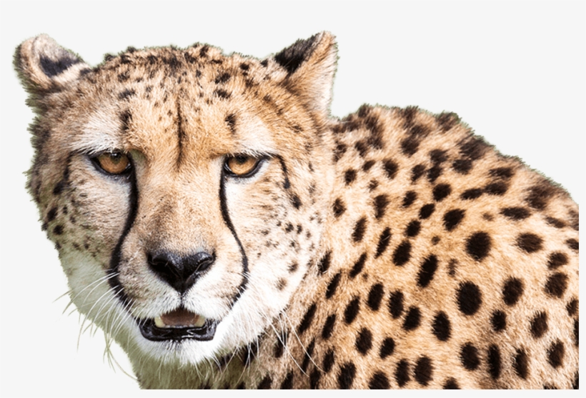 Cheetah-foreground - Cheetah, transparent png #4354574