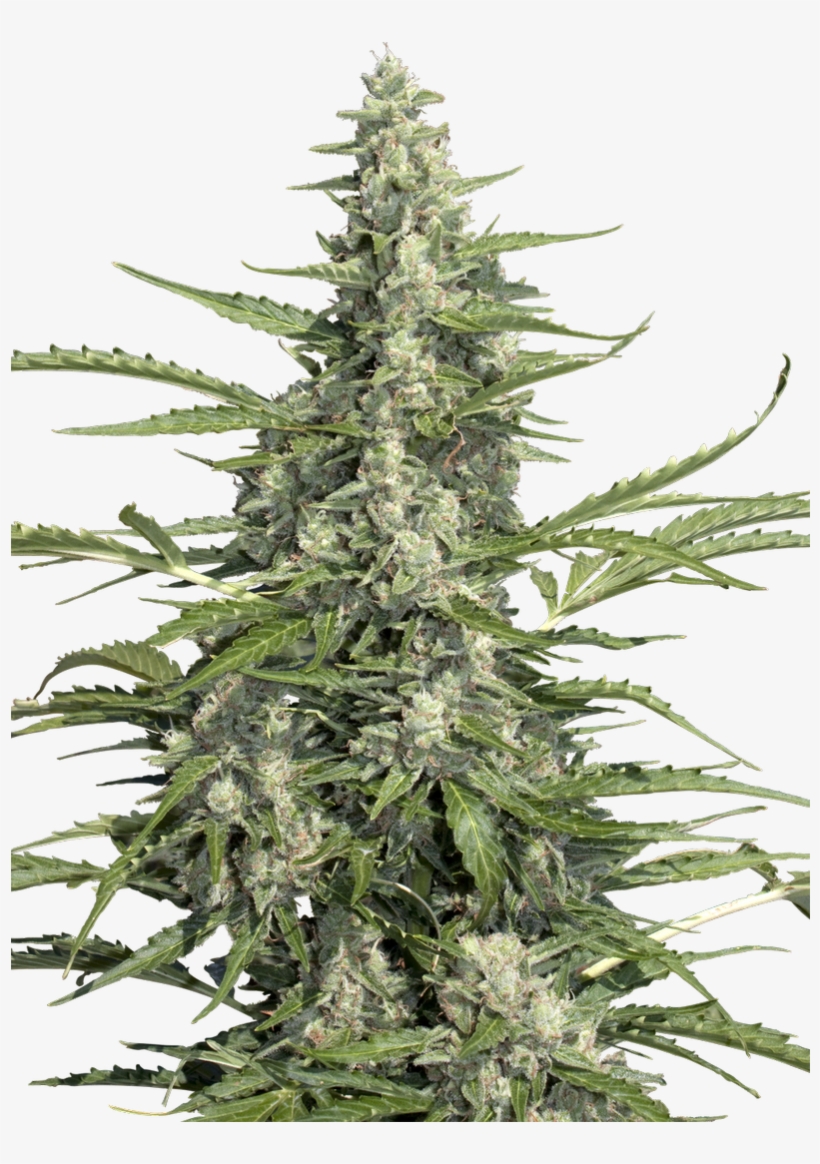 Paradise Seeds On Twitter - Pandora Paradise Seeds, transparent png #4355146