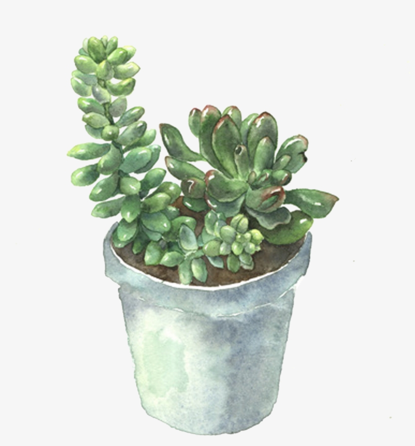Plant Flowerpot Cactaceae Plants - Buscar La Planta Suculenta, transparent png #4355211