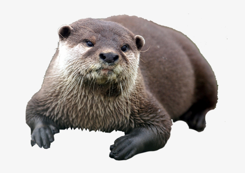 Otter - Biggest Bitches On Reality Tv Like Ilton, Donald Trump,, transparent png #4355290