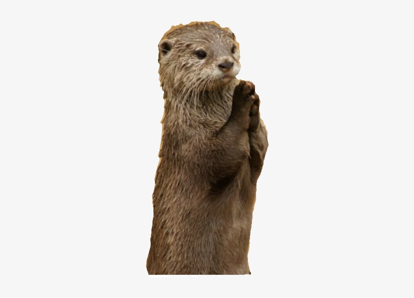 Otter - Namaste Funny, transparent png #4355291