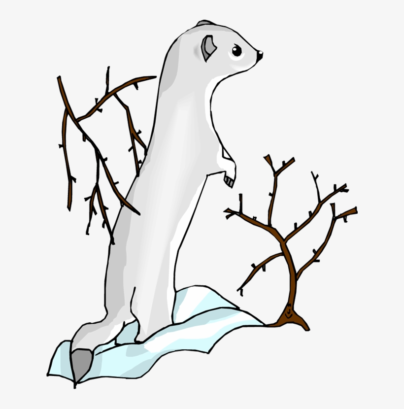 Sea Otter Clip Art - Drawing, transparent png #4355320