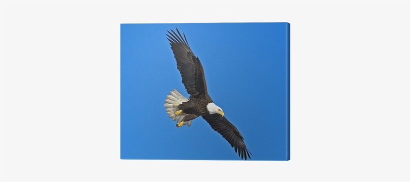 Flying Eagle, transparent png #4355367