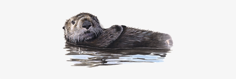 Sea Otter, transparent png #4355650
