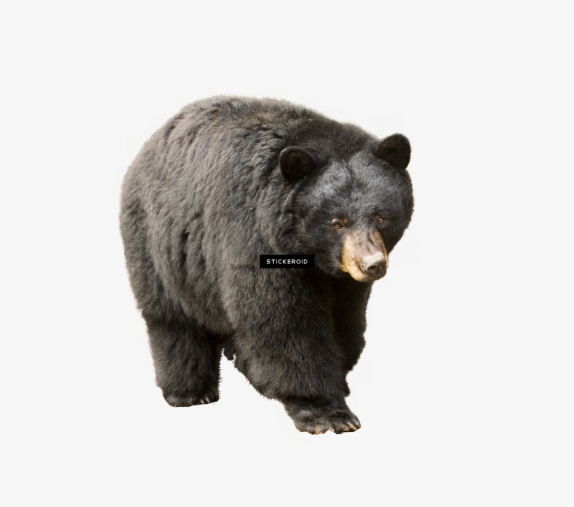 Bear, transparent png #4356888