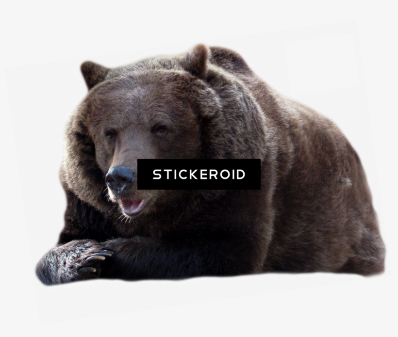 Bear - Blck Bear Png, transparent png #4357181
