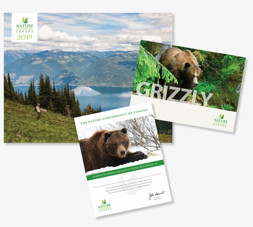 Grizzly Bear, transparent png #4357186