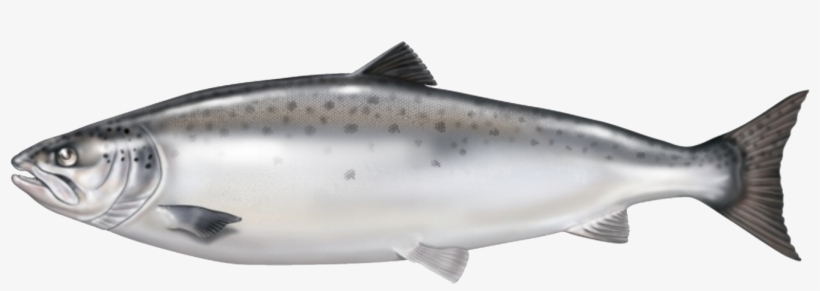 Atlantic Salmon From Norway Is Our Raw Material Base - Atlantic Salmon No Background, transparent png #4358243