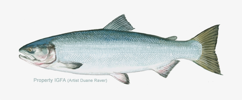 All-tackle Length Records - Non Spawning Kokanee Salmon, transparent png #4358271