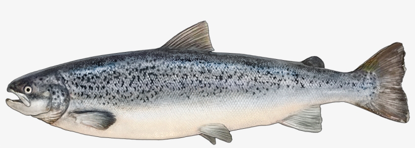 Http - //www - Fishbuoy - Com/images/images/fish Species - Salmon Fish Png, transparent png #4358310