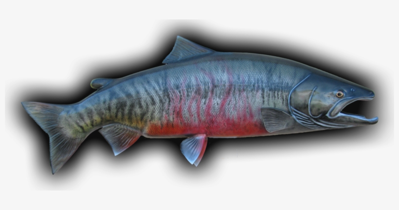 Chum Salmon Fish Mount - Sockeye Salmon, transparent png #4358499