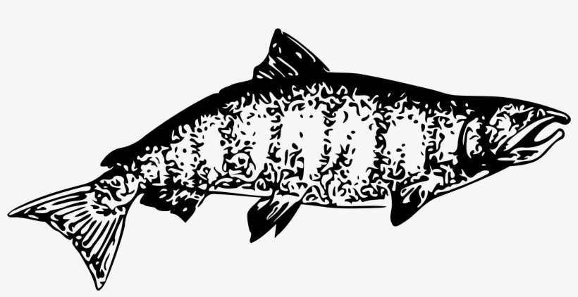 This Free Icons Png Design Of Chinook Salmon - Chinook Salmon Clipart Black And White, transparent png #4358540