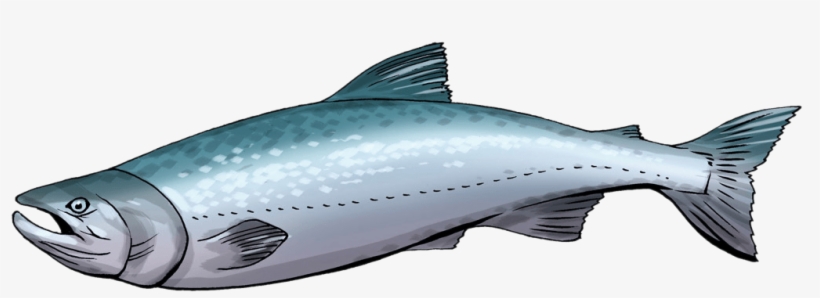 Free To Use & Public Domain Fish Clip Art - Salmon Clip Art, transparent png #4358869