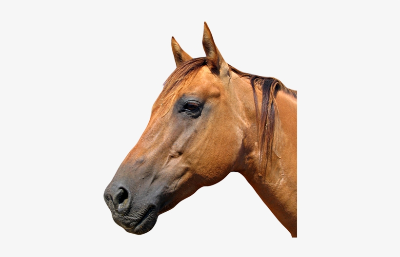 Horse Head Logo Png - Transparent Horse Head, transparent png #4359010
