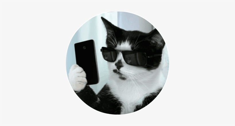 Стикер Cats By Smol - White Cat Wearing Glasses, transparent png #4359553