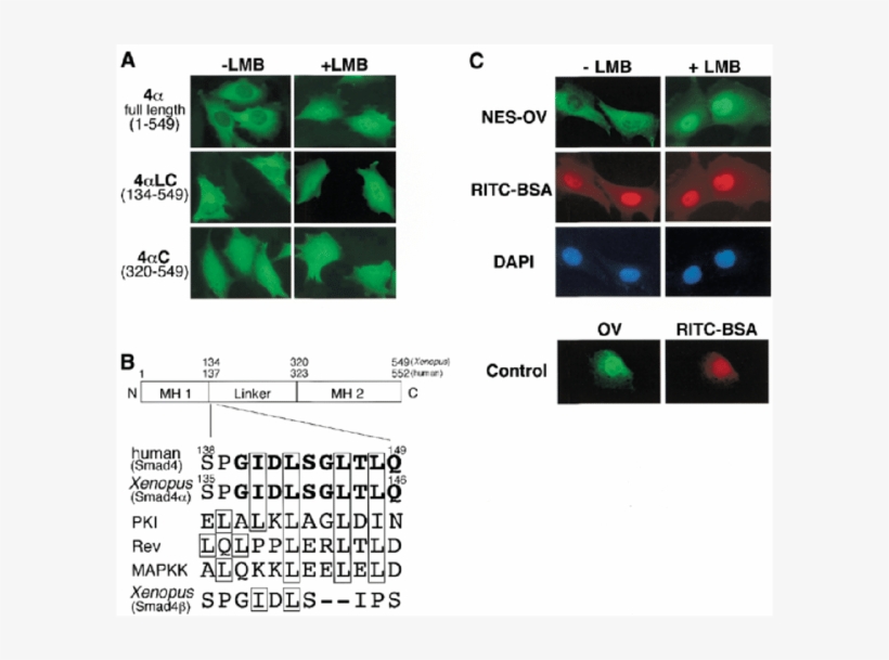A Leucine Rich Nes In Smad4 - Transfection, transparent png #4359667