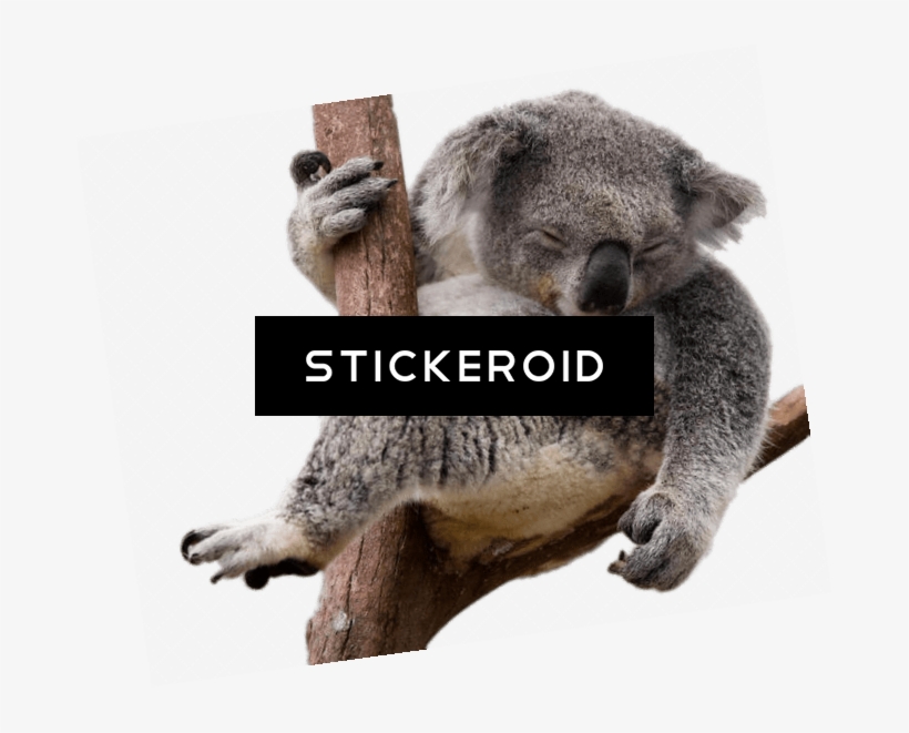 Napping Koala Bear In Eucalyptus Tree - Meine Ziele, Meine Ausreden Und Ich By Michael Behn, transparent png #4359825
