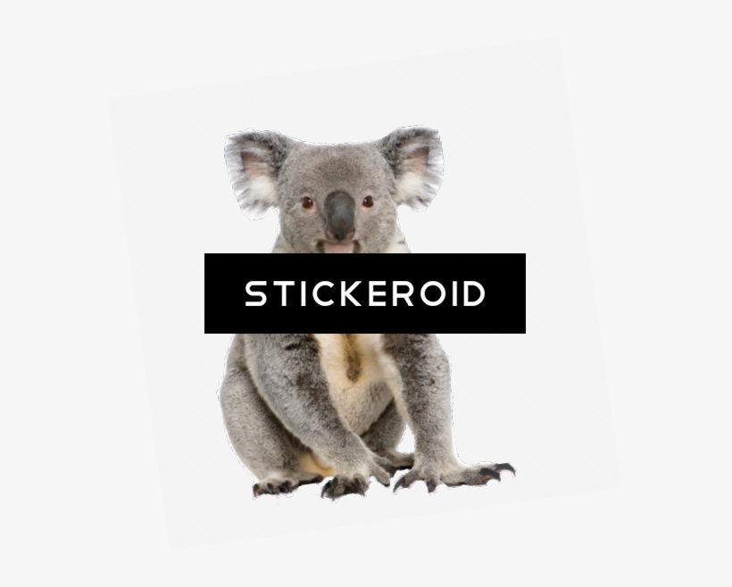Koala, transparent png #4359950