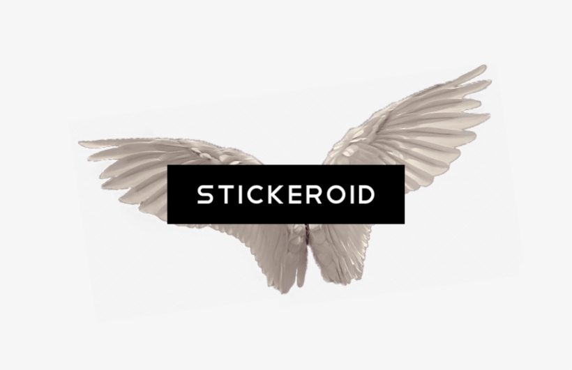 White Angel Wings - Stock Dove, transparent png #4362357