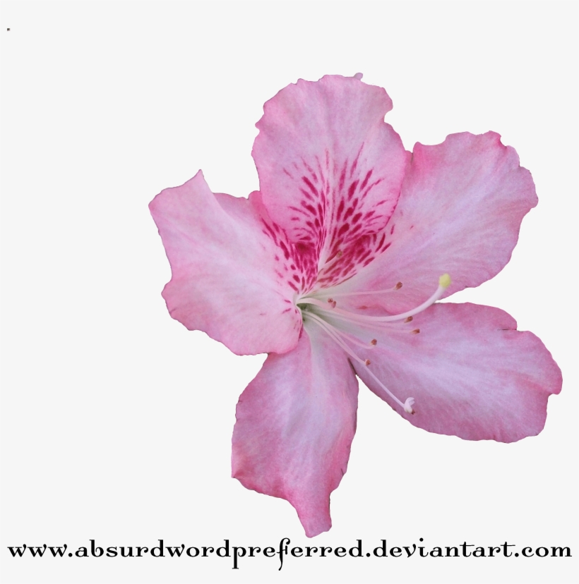 Medium Crop Of Transparent Flower Crown - Azalea Flower Png, transparent png #4362748