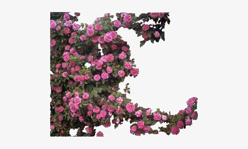 Photo Trepadeira - Rosa Zephirine Drouhin, transparent png #4363116