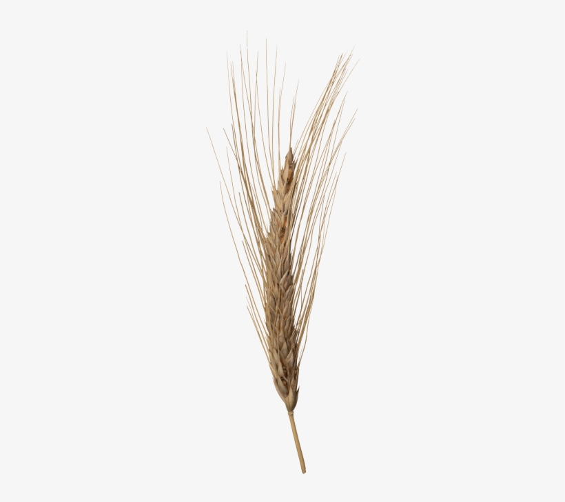 Wheat Head - Triticale, transparent png #4364195