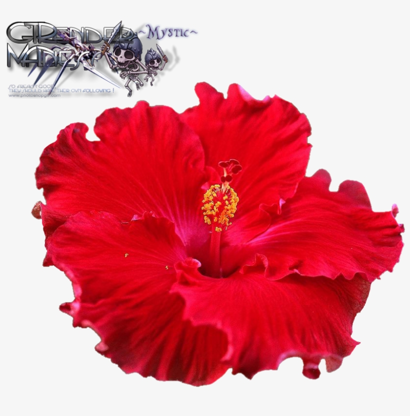 Liked Like Share - Carunke Hibiscus Flower Petal Veiner & Cutter Cake, transparent png #4364284