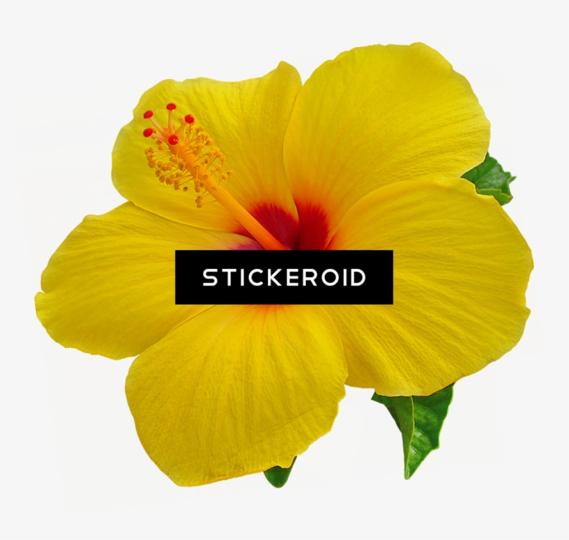 Hibiscus Flower Nature - Tropical Flower Yellow Png, transparent png #4364468