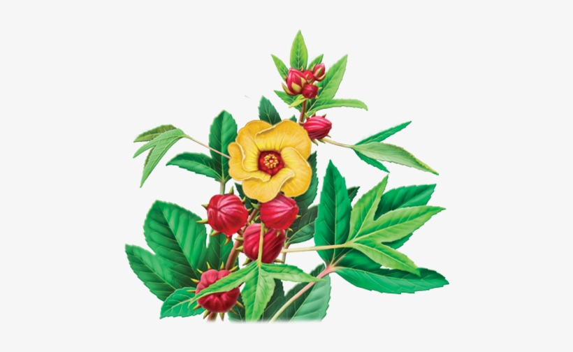 Hibiscus Sabdariffa L - Alvita Tea Organic Hibiscus Tea 24 Bag, transparent png #4364680