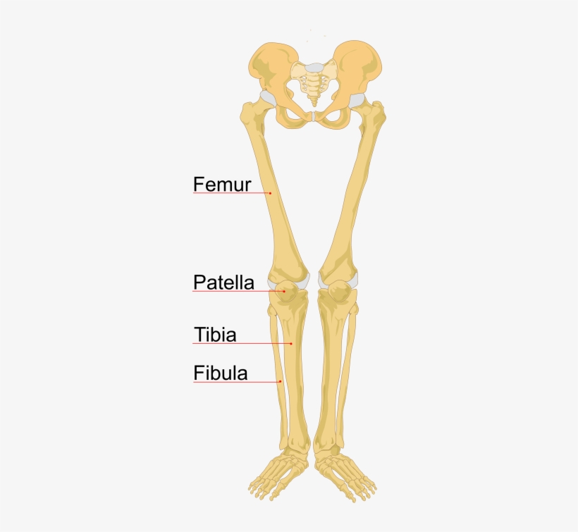 Leg Bones Labeled, transparent png #4365249
