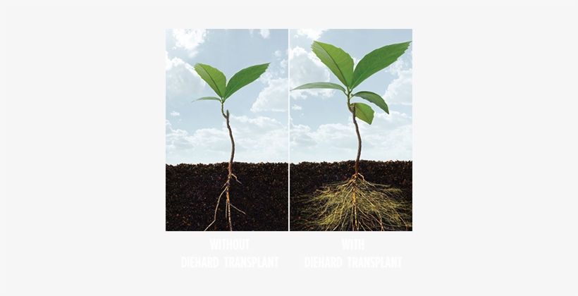 Soil And Roots Png - Plant With Root Png, transparent png #4365411