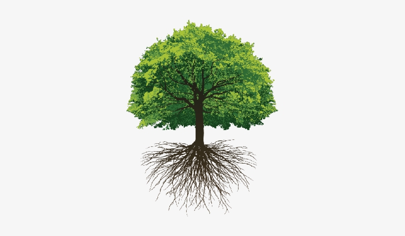 Great Oak Roots - Thoughts On Save Trees, transparent png #4365473