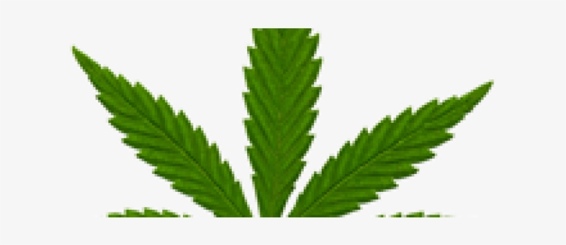 Why The Back-pedalling On Medical Marijuana [the Age] - Cannabis Sativa Subsp. Indica, transparent png #4366387
