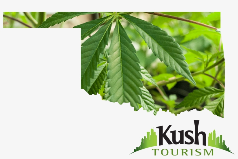 Oklahoma Marijuana - Oklahoma Marijuana Leaf, transparent png #4366395