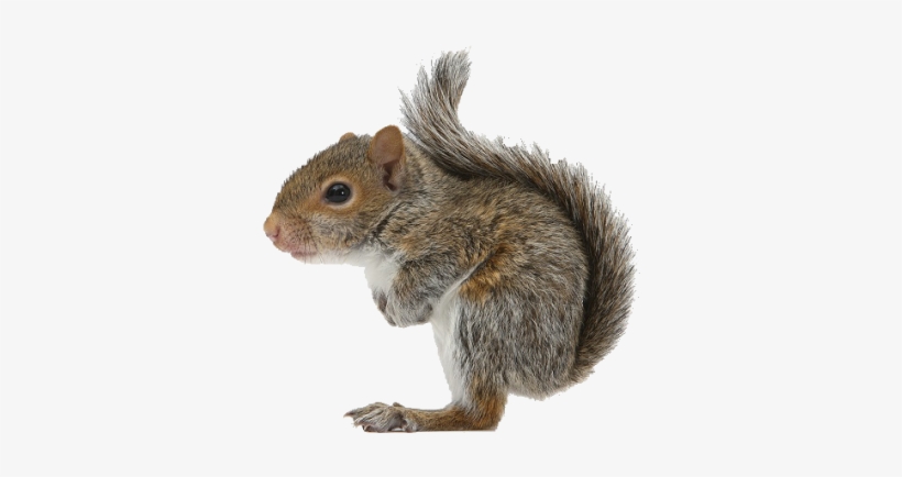 Squirrel - Squirrel With White Background, transparent png #4366532