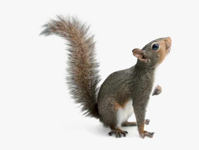 Squirrel Png Download Image - Poster: Sartore's A Studio Portrait Of An Eastern Gray, transparent png #4366535