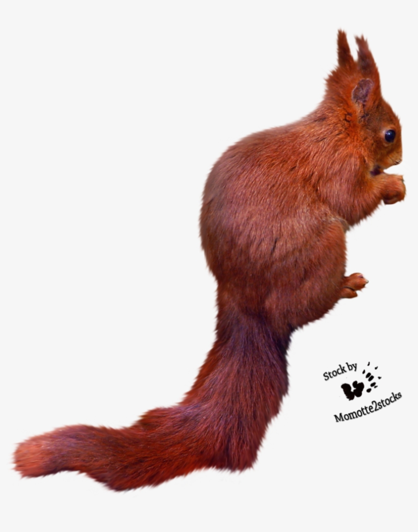 Free Icons Png - Eurasian Red Squirrel, transparent png #4366869