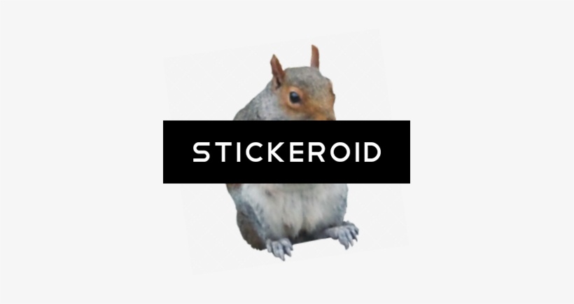 Squirrel - Fox Squirrel, transparent png #4366880