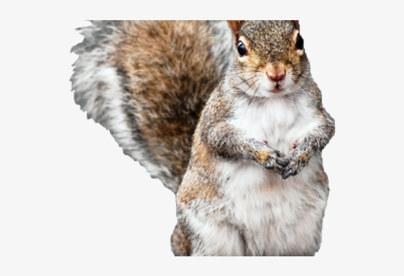 Squirrel With Long Hair, transparent png #4367258