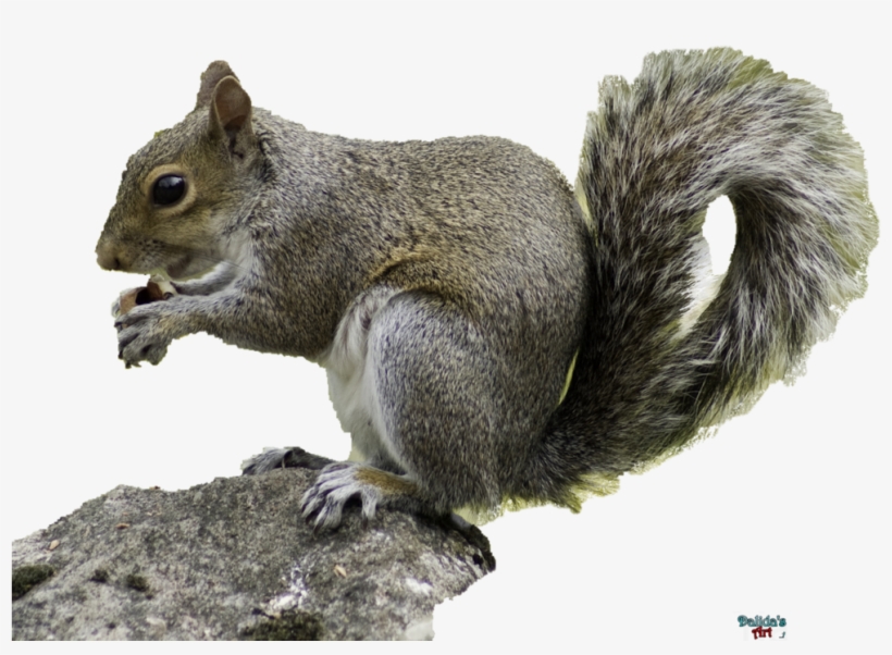 Squirrel - Squirrel Hd With Transparent Background, transparent png #4367281