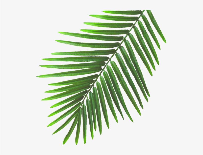 Beach Leaves Png, transparent png #4367791