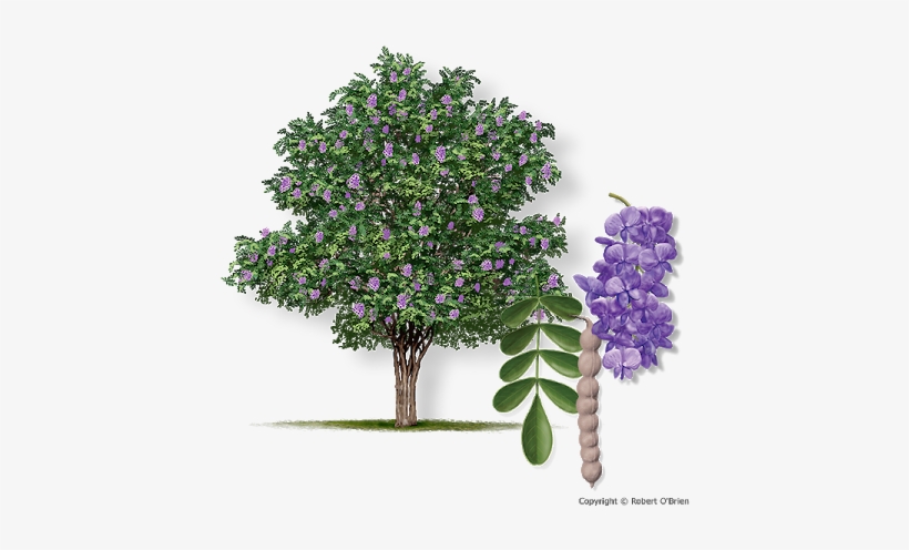Mountain Laurel Sephora Secundiflora - Texas Mountain Laurel Png, transparent png #4367847