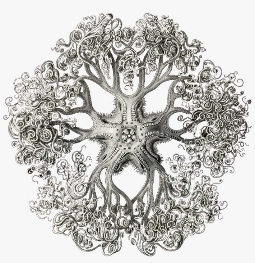 Ernst Haeckel Black And White Art, transparent png #4369328