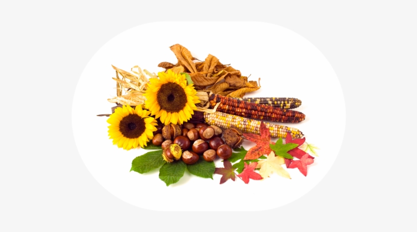 2018 09 19 September Harvest Bundle - First Day Of November, transparent png #4369948